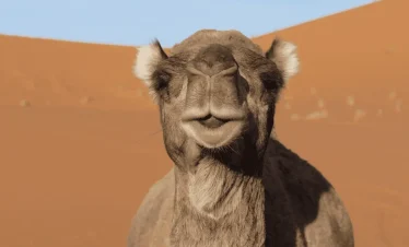 Fes to marrakech desert tour 3 days